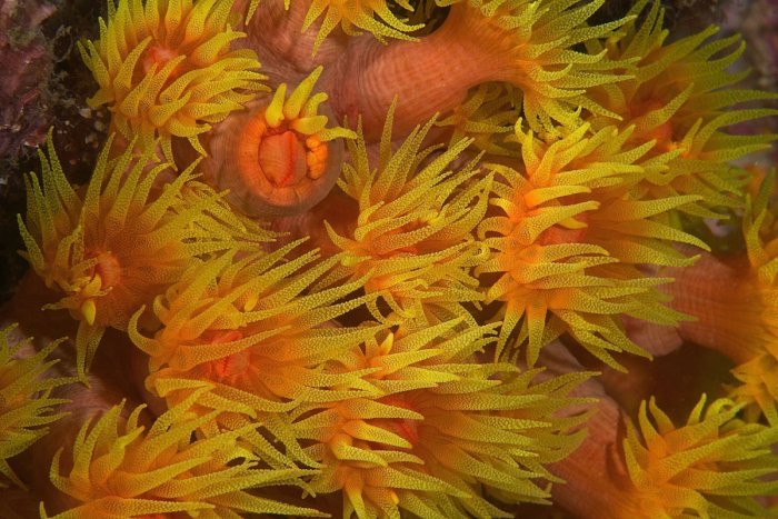 Blasenanemone