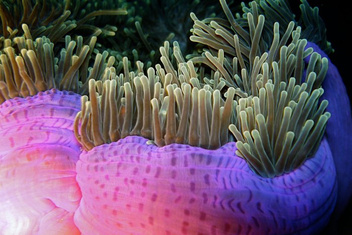 home_magnificentanemone.jpg
